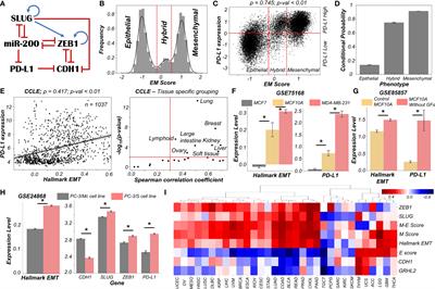 Immunosuppressive Traits of the Hybrid Epithelial/Mesenchymal Phenotype